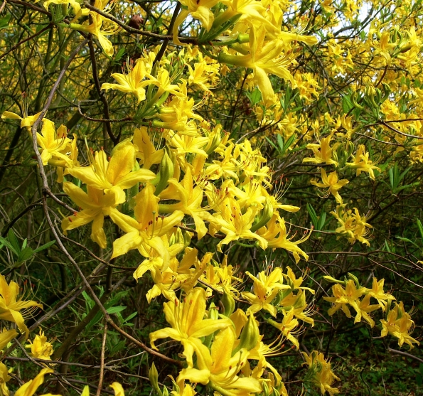 Bois des Moutiers (117) mai 2012